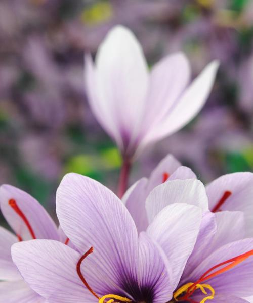 沙洲蕃红花（一场花的盛宴）