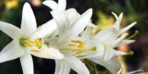 白百合花的寓意与象征（纯洁）