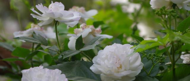 白蔷薇的花语——纯洁与永恒（传递爱与希望的花朵）