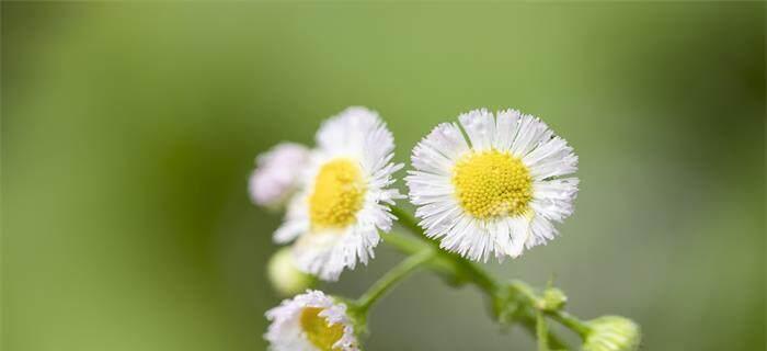 白色雏菊的花语（纯洁与希望的象征）