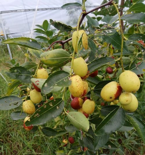 脆枣什么季节成熟上市（探秘脆枣的成熟季节及上市时间）