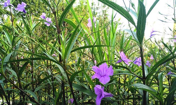 翠芦莉的开花季节及特点（探寻翠芦莉的花期和生长环境）