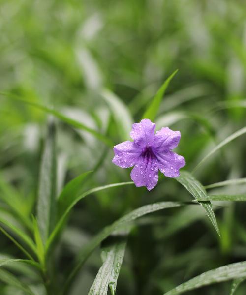 翠芦莉的开花季节及特点（探寻翠芦莉的花期和生长环境）