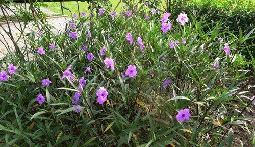 翠芦莉的开花季节及特点（探寻翠芦莉的花期和生长环境）