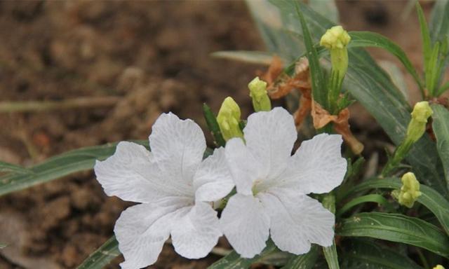 翠芦莉（探究翠芦莉的分类和特征）