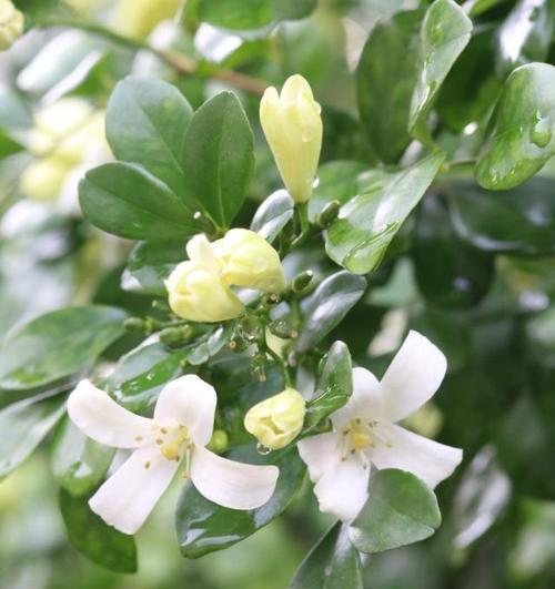 达摩九里香开花的神奇之处（探秘达摩九里香的开花过程及特点）