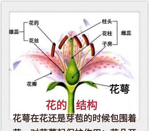 达摩栀子花的养殖方法（从选苗到病虫害防治）