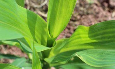 预防和治疗大白菜软腐病的药物（掌握这些关键信息）