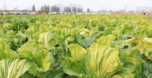 大白菜最佳种植时间（如何选择合适的种植时间）