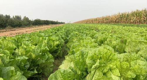 大白菜最佳种植时间（如何选择合适的种植时间）