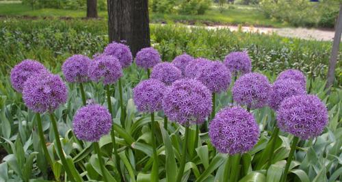 大葱花种植时间详解（选择合适月份）