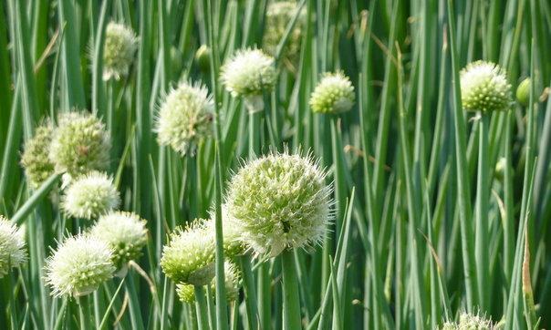 大葱花种植时间详解（选择合适月份）