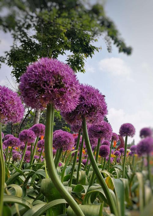 大葱是否会开花（大葱开花时间及影响因素）