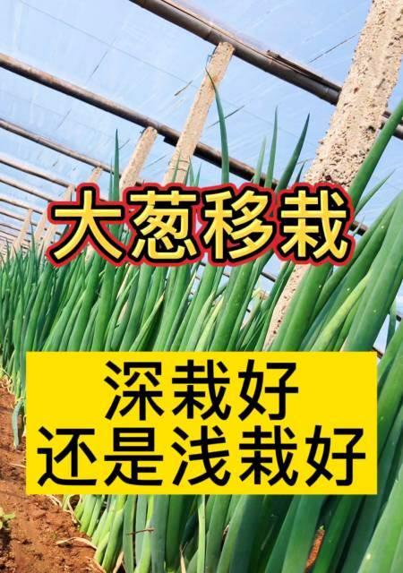 大葱种植全攻略（四季适宜）