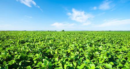 大豆收获的最佳时期（掌握收获技巧提高产量品质）