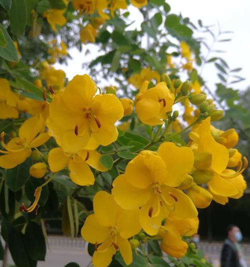 黄槐花的花语是什么？如何用黄槐花表达情感？