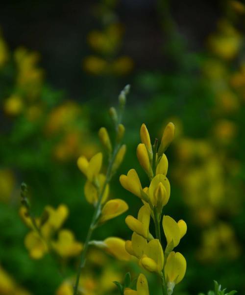 金雀花的花期是什么时候？开花持续多久？