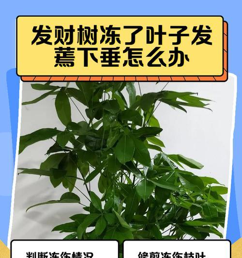 发财树树干变软的原因是什么？如何有效解决？